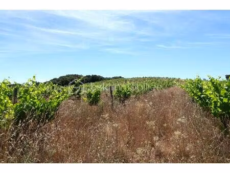 parcelles de vignes de 5 5 hectares environ