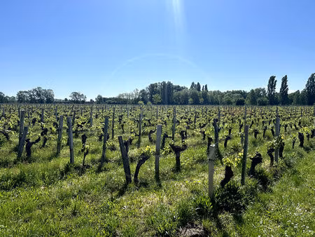 parcelle de vignes en aoc saint-emilion