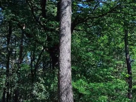 parcelle boisé  terrain de loisir