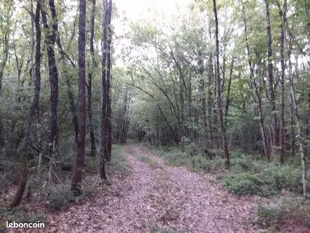 bois avec plan d'eau