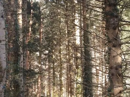 lot de parcelles de bois (résineux et feuillus) superficie 24 142 m2