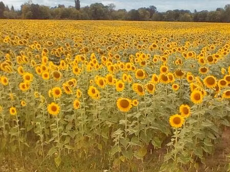 maison et 2 gîtes en bordure du village