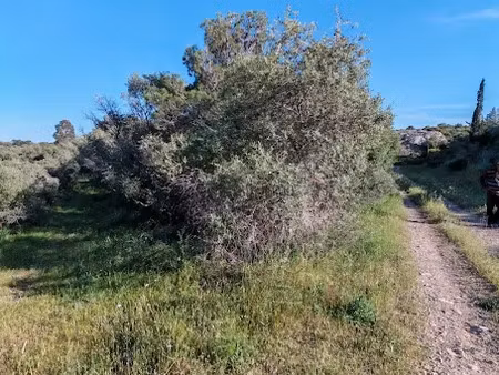 vente terrain 1325 m² à la palme (11480)  12 500 €