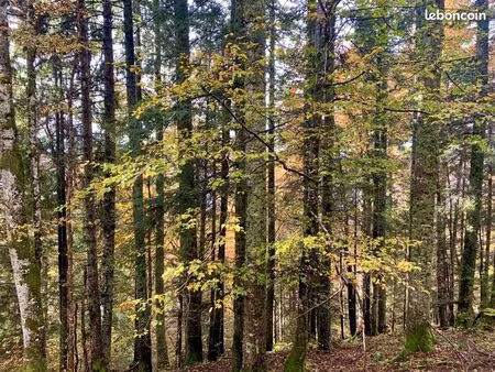 propriété forestière 59 ha en auvergne-rhône-alpes (01 - ain)- frontière franco-suisse