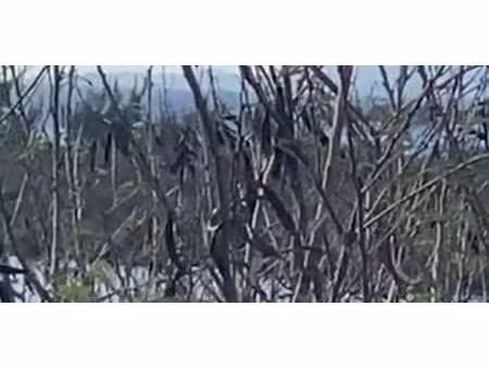 terrain saint-martin (971)