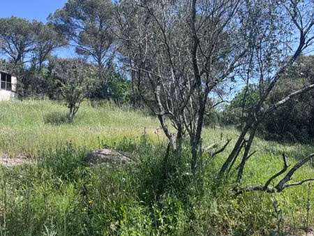 terrain libre constructeur 981m2 quartier vaulongue