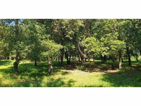 vente terrain à batir 1311 m² à serra-di-fiumorbo (20243)  146 500 €