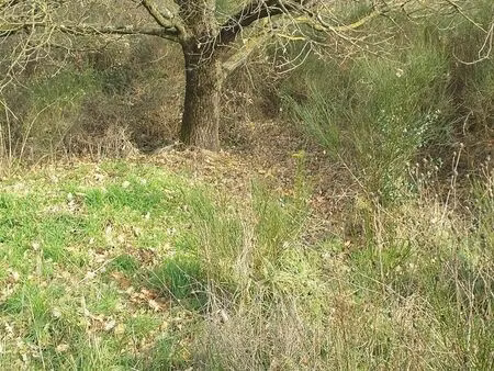 terrain prêt à bâtir 6290 m²