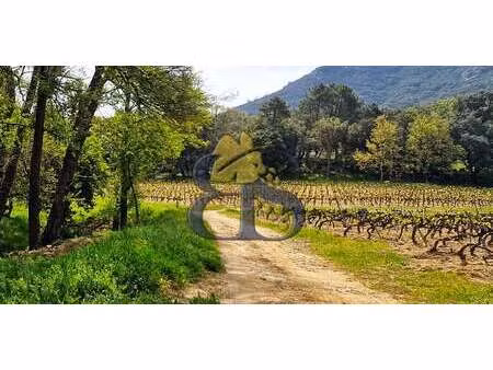 vignoble grimaud (83)