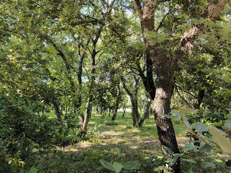 vente terrain 937 m² saint-siffret (30700)