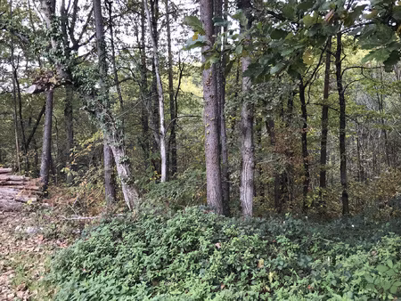 terrain boisé constructible - a vendre à chancelade !