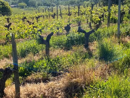 vente terrain 6900 m² à saint-emilion (33330)  125 850 €