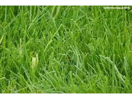 vente terrain à batir 1688 m² à verjux (71590)  29 000 €