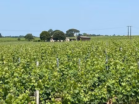montagne saint-émilion - domaine viticole 8 hectares  maison  hangar