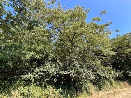 vente terrain 3732 m² sorigny (37250)