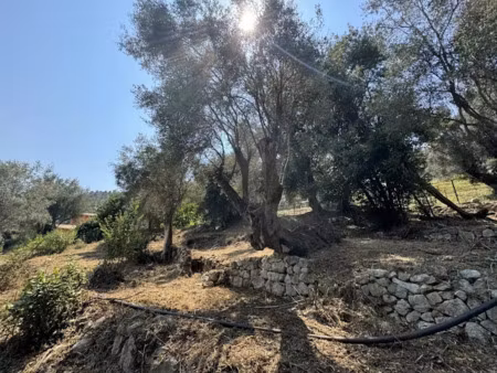 vente terrain à batir 900 m² à falicon (06950)  325 000 €