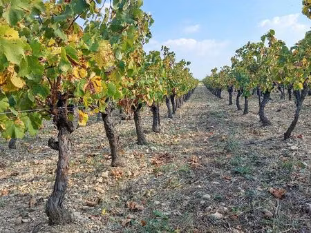 vignes bio jonquières 34 - st félix de lodez 34