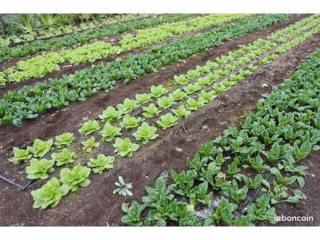 location parcelle maraichage