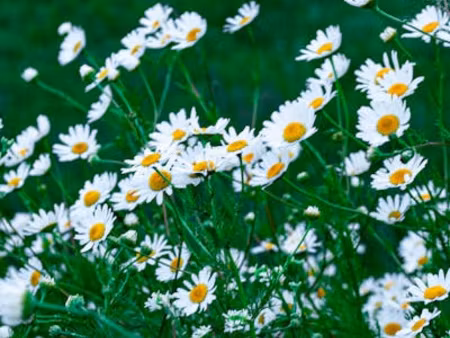 terrain à bâtir d'une superficie de 845 m2