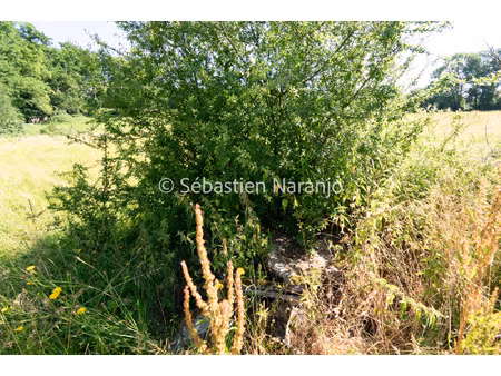 3 terrains constructibles à boisseuil à partir de 1 228 m2