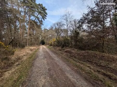 parcelles de forêt