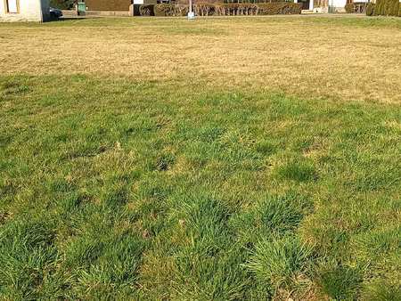 terrain plat viabilisé pour votre futur projet !