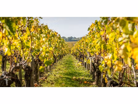 à vendre parcelle de vignes aoc 9 660 m2 terrain plat