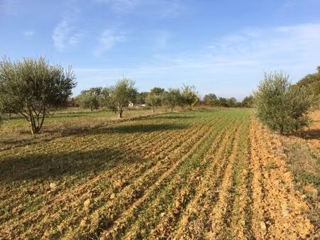 terrain de 2.7 ha d'un seul tenant- contours arborés de chênes blancs