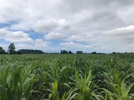 vente terrain 11249 m² à sauvagnon (64230)  110 000 €