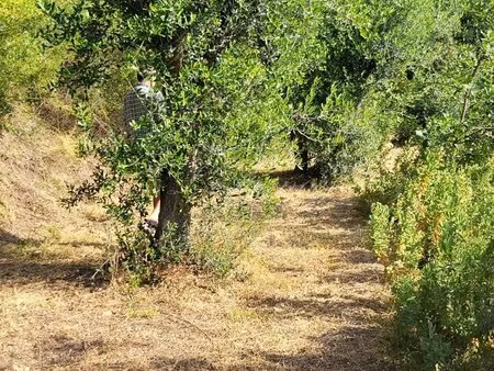 terrain avec oliviers