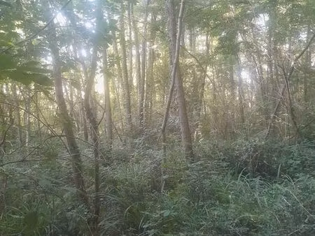 parcelle de bois 30 ares 50 ca