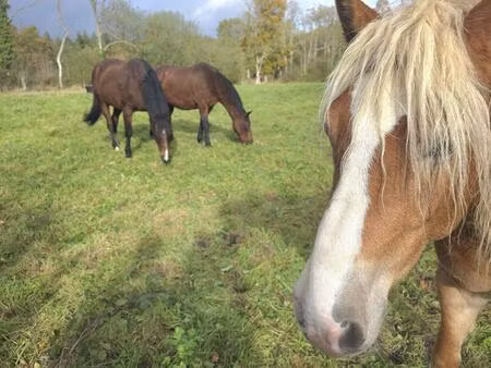 la-lande-de-goult 61320 longère en pierre 112 m² terrain 30.200 m²