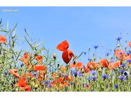 terrain 1900 m² nervieux