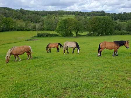 terrain chevaux  elevage