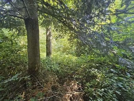 bois taillis de 6840m2