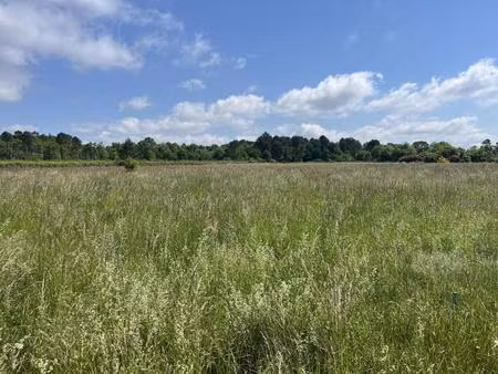 terrain