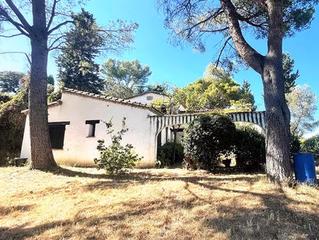 nouveau jonquerettes dans un ecrin de tranquillite