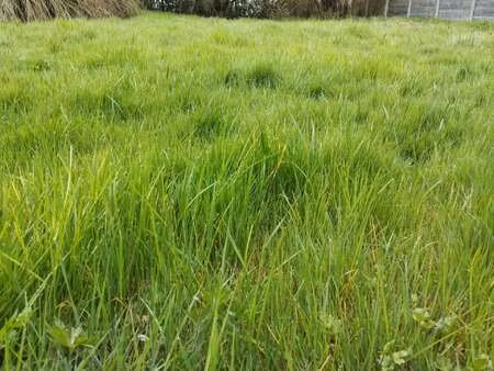 vente terrain au guerno (56190) : à vendre / 625m² le guerno