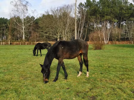 propriété equestre moncé en belin - pièces 150m2 piscine et dépendances