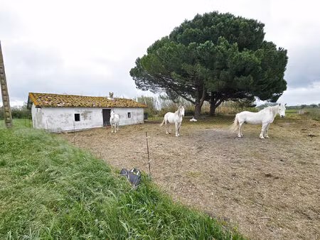 vente maison 3 pièces 50 m² vauvert (30600)