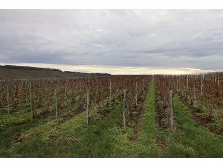 vente terrain viticole