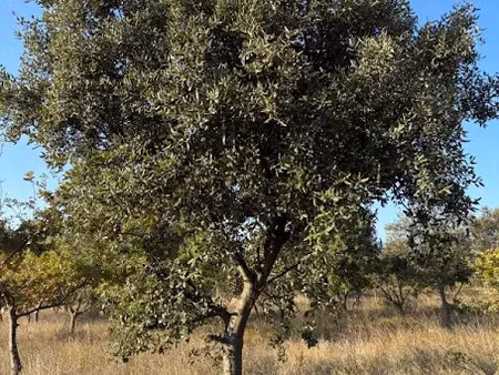 vente terrain 7745 m² à lédenon (30210)  12 900 €