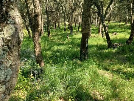 terrain dans les albères