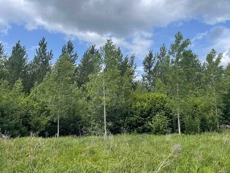 forêt idéale pour la chasse et projets sylvicoles