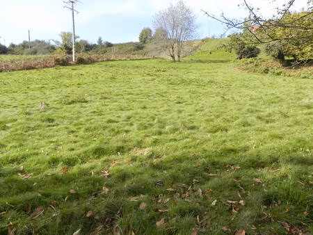 samsons-lion (64350)