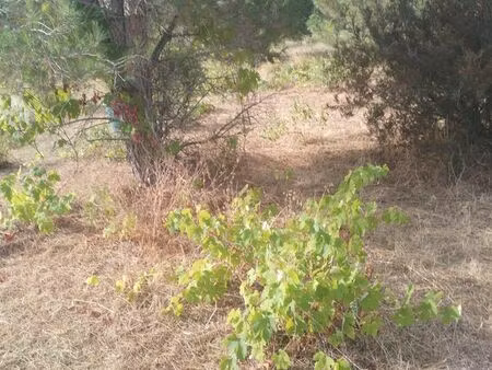 terrain vigne/ potager