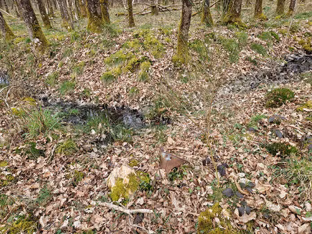 langon sur cher 41320 parcelles de bois taillis