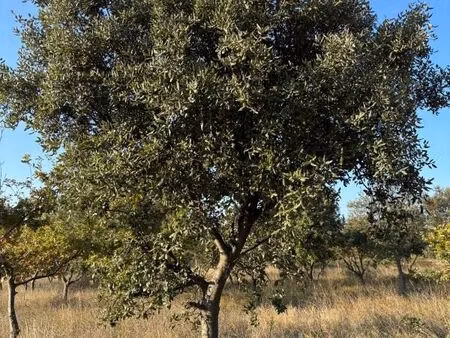 terrain 7 745 m² ledenon