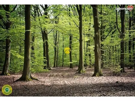 forêt saint martin sosu vigouroux