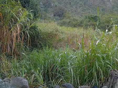 terrain de 500 m2 palmiste rouge